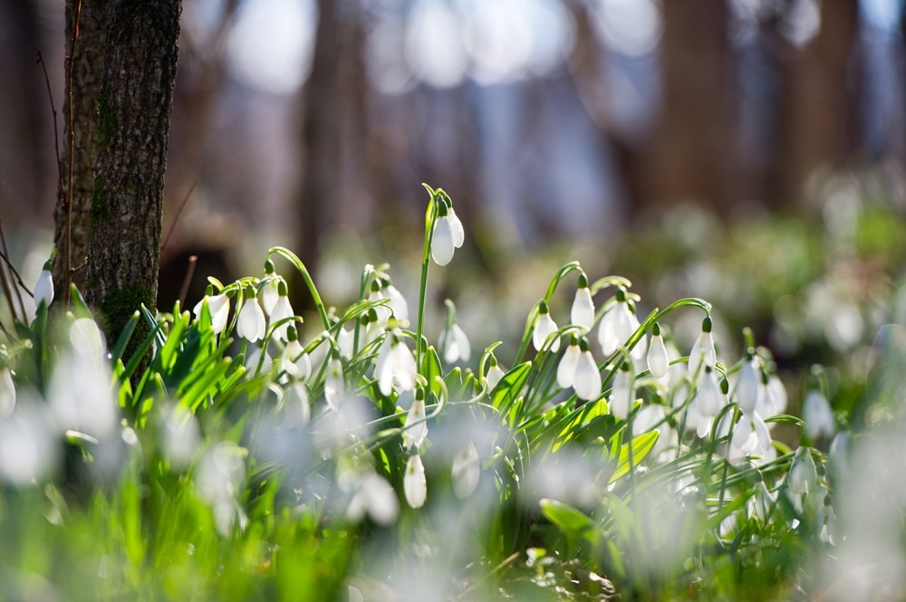 See some sensational snowdrops